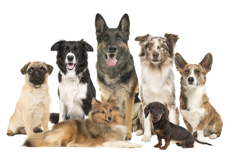 A portrait of seven dogs of different breeds.