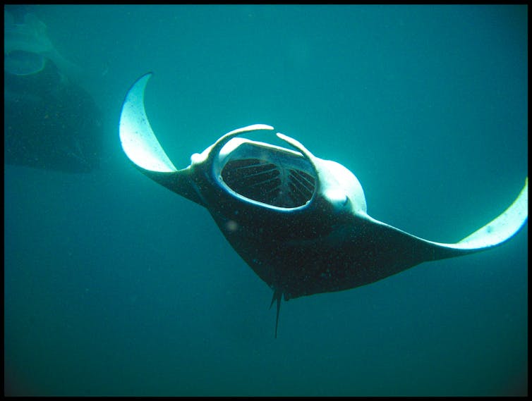 A manta ray swims with its mouth open. You can see the gill structure inside