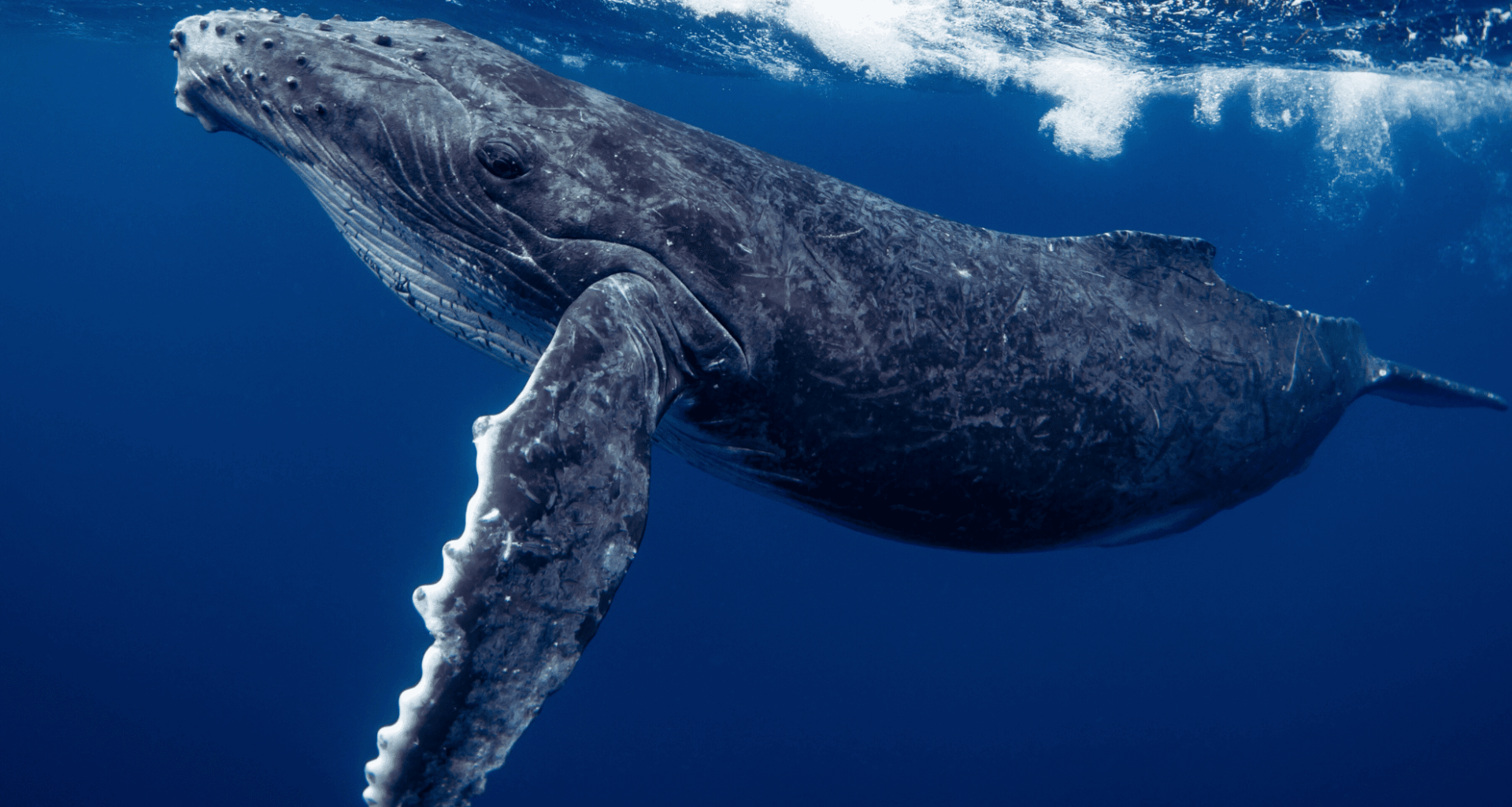 First Ever Evidence Of Deadly Virus In Arctic Whales Found By Drones