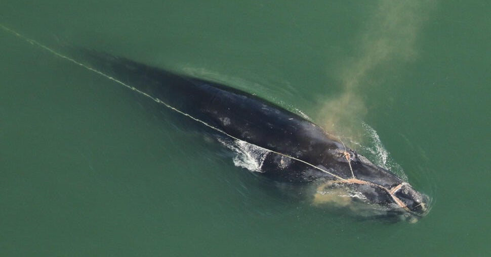 Critically endangered right whale often seen in New England waters may not survive severe entanglement