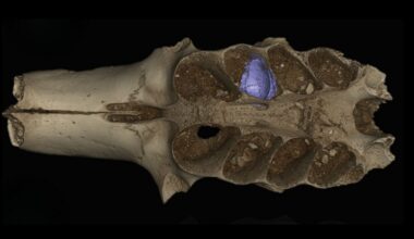 Ancient Caribbean Cave Reveals Bees That Lived Inside Bones : ScienceAlert