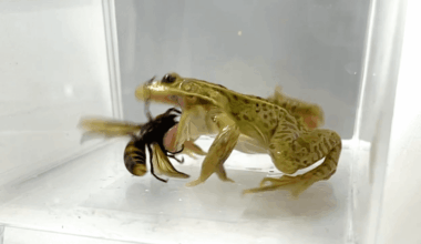 This Black-Spotted Pond Frog Can Attack And Snack On Giant “Murder Hornets” Without Being Harmed