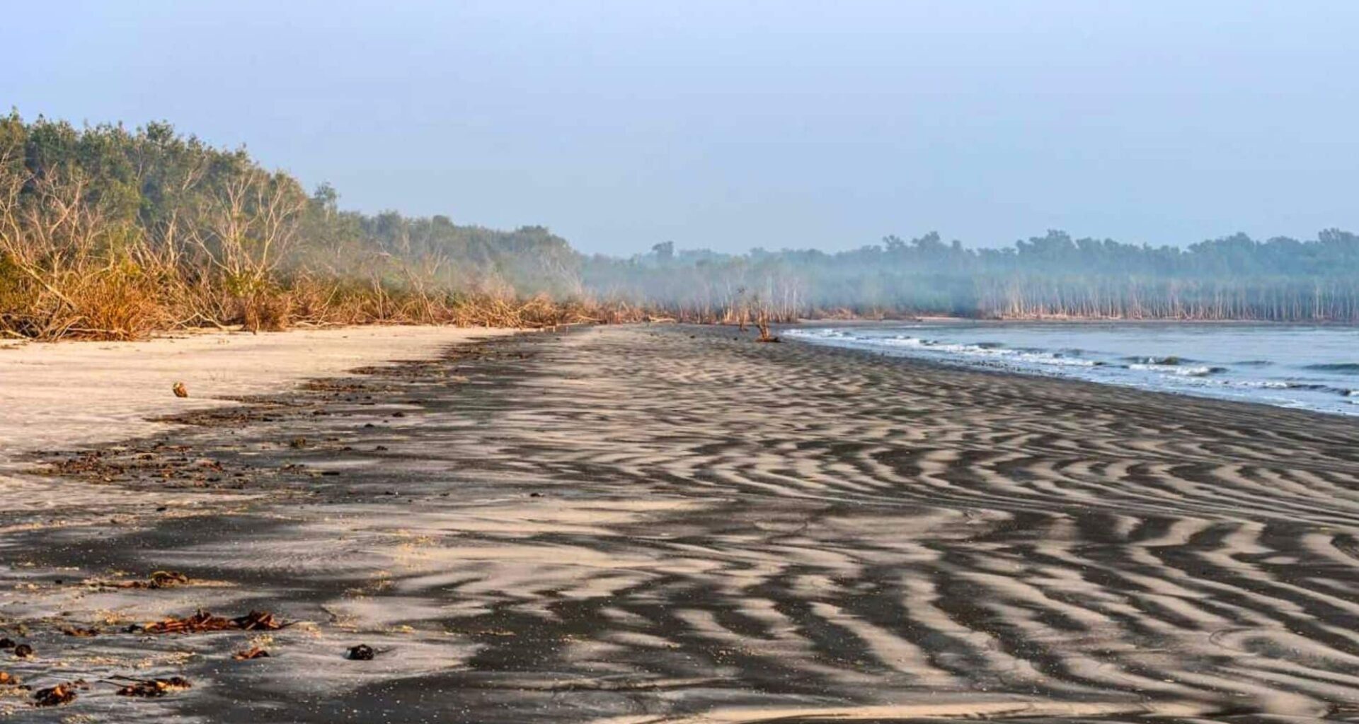 From Nearly Extinct To 400+ Hatchlings