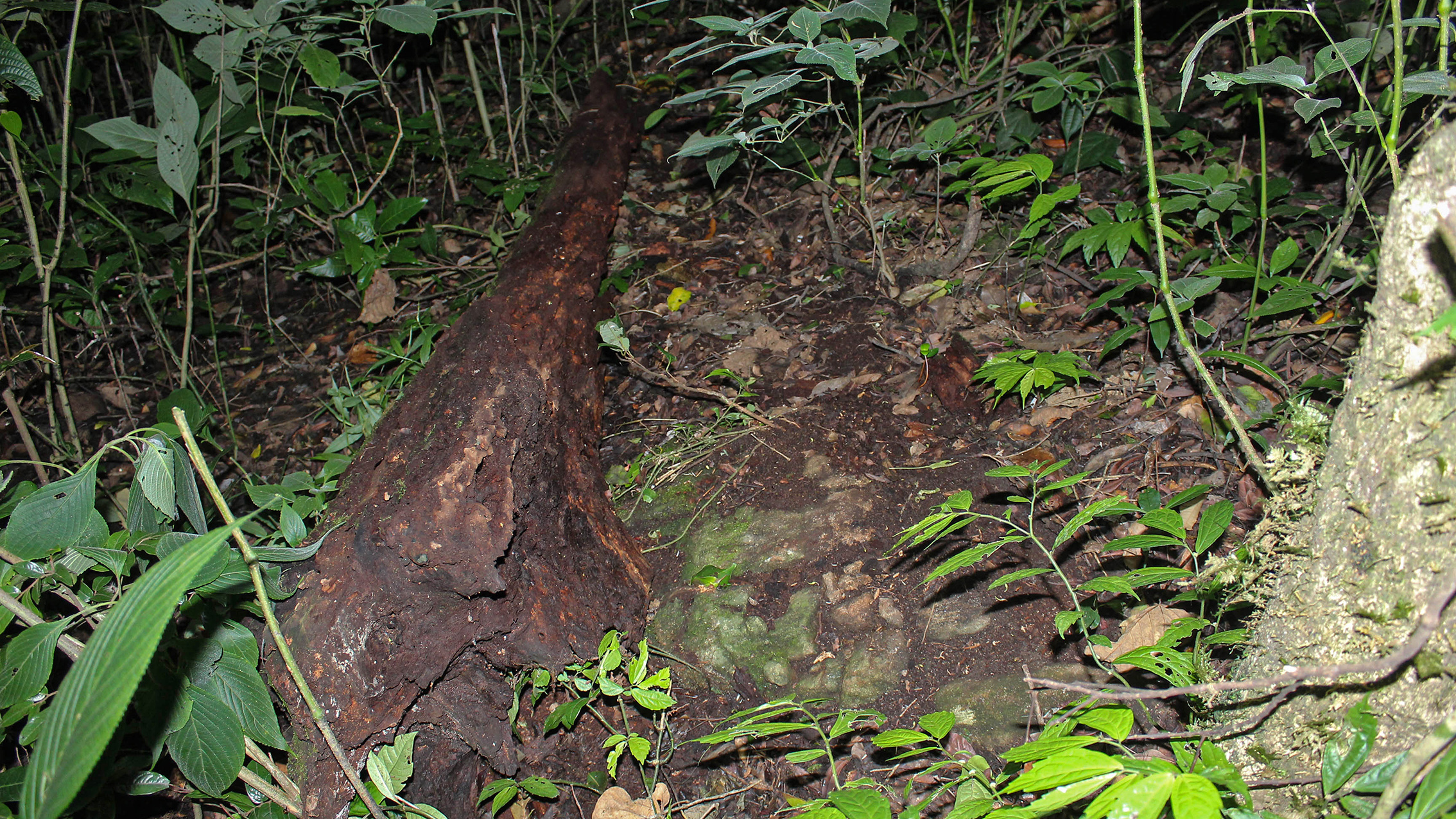 A fallen, weathered log lies partially buried in dense, lush undergrowth, surrounded by various green plants and foliage