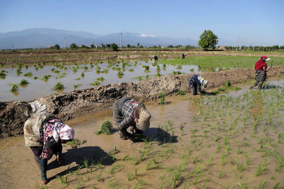 Farmers work in a rice field in Golestan province, Iran, in June 2023.