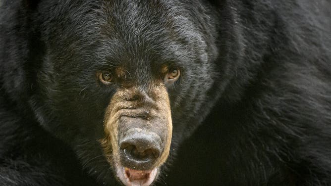 Black bear (Credit: Getty Images Creatives)