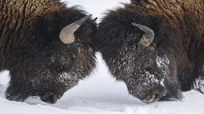 Bison (Credit: Getty Images Creatives)