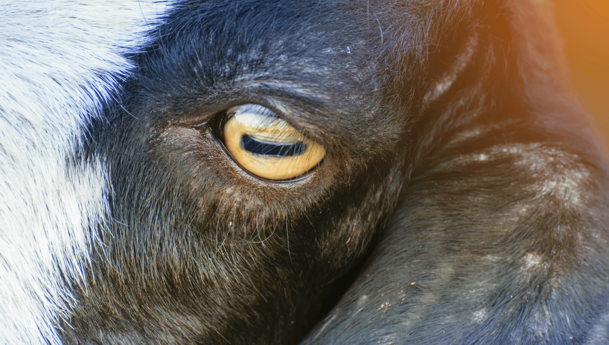 Why Do Sheep And Goats Have Rectangular Pupils?