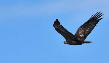 A Golden eagle in the Little Lost River Valley.