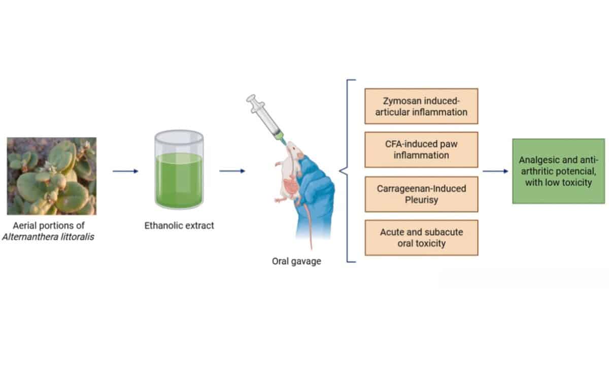 Graphical Abstract Of The Study (1)
