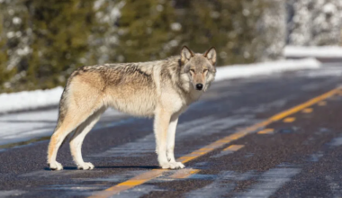 US House passes bill to remove gray wolf from Endangered Species Act list | The Mighty 790 KFGO