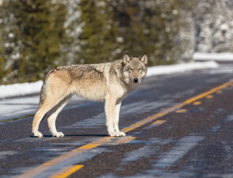 US House passes bill to remove gray wolf from Endangered Species Act list | The Mighty 790 KFGO