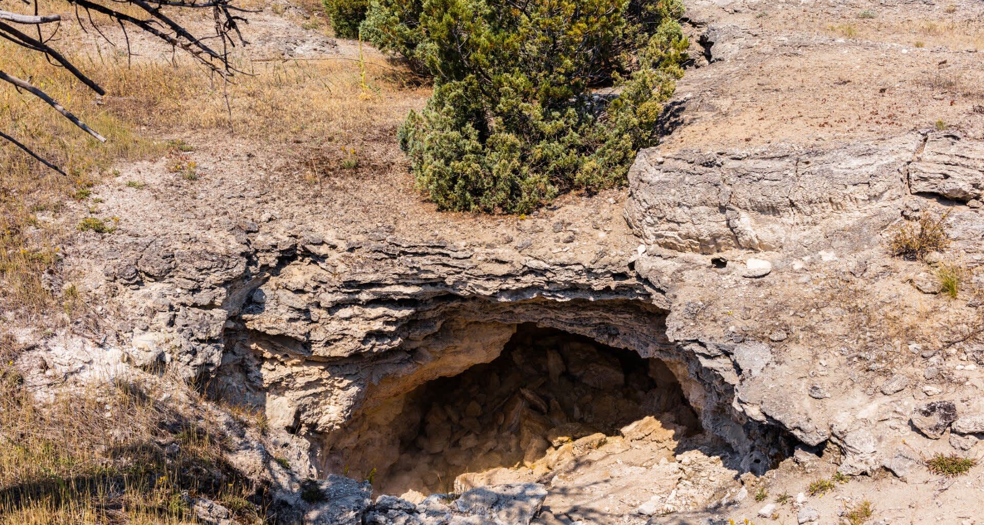 A wildlife camera placed in an old grizzly bear cave near Yellowstone recorded 10 years of animal visits.