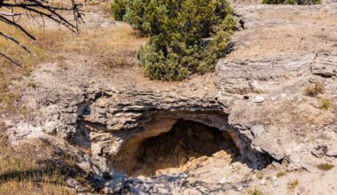 A wildlife camera placed in an old grizzly bear cave near Yellowstone recorded 10 years of animal visits.