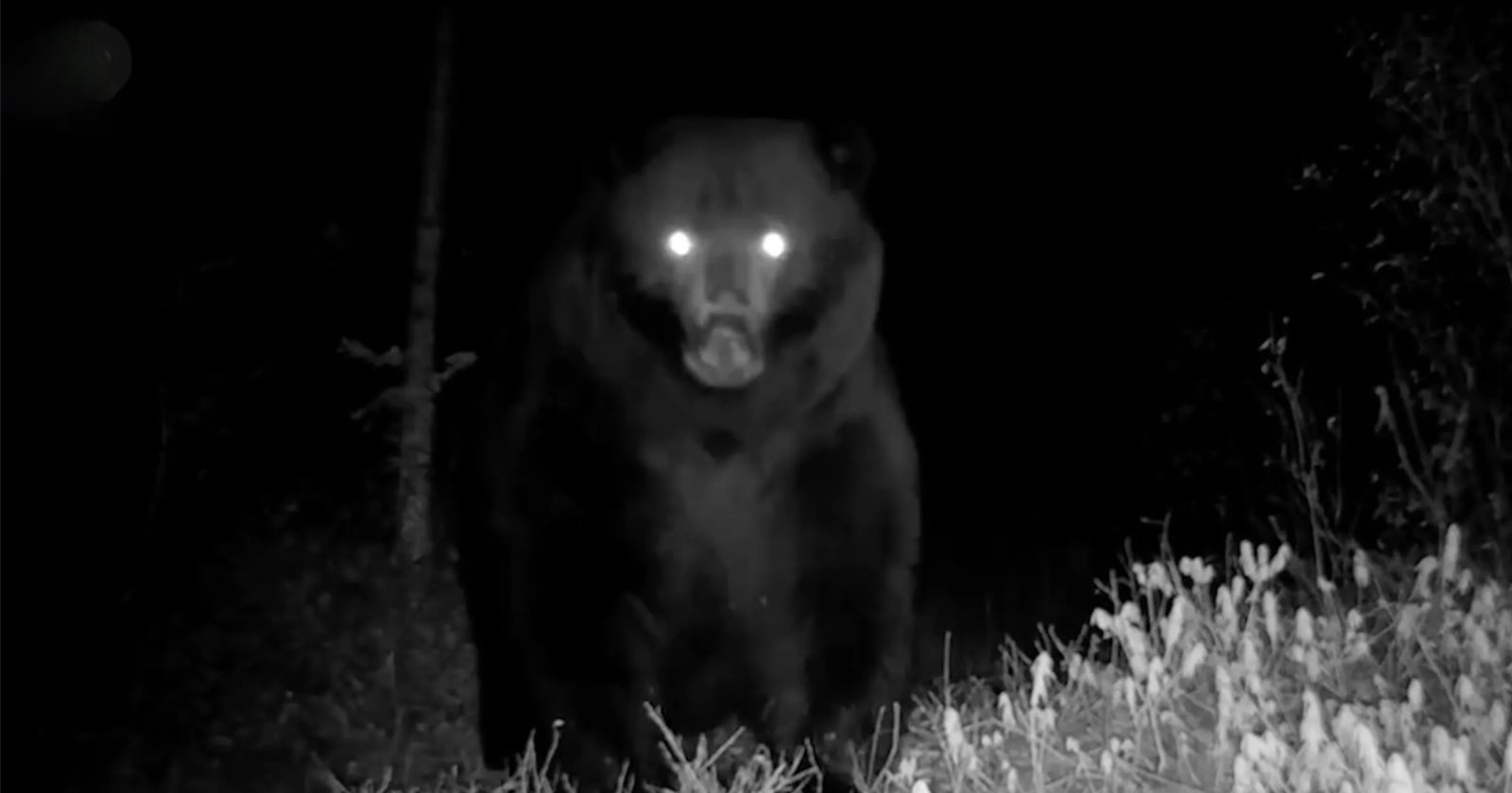 A large bear stands facing the camera at night, its eyes glowing brightly from the flash. The background is dark, with some faintly visible trees and grass illuminated in the foreground.