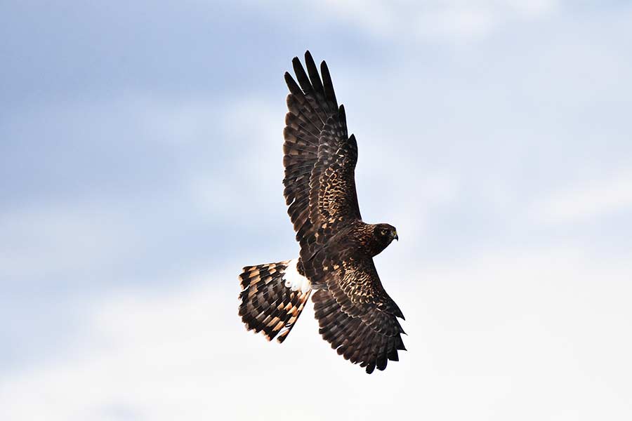 A female Northern Harrier chasing a robin near Howe. | Bill Schiess, EastIdahoNews.com