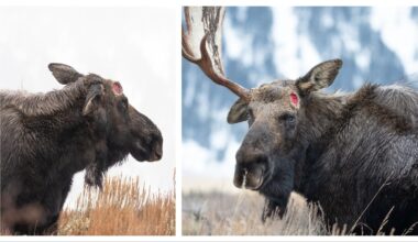 Cowboy State Daily logo