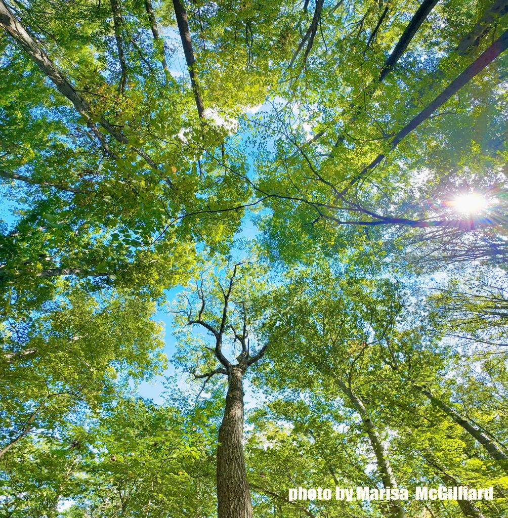 Hopewell Township Announces Winners of 2025 Community Photo Contest