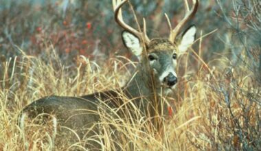 Officials search for poacher in Great Smoky Mountains National Park – WSOC TV