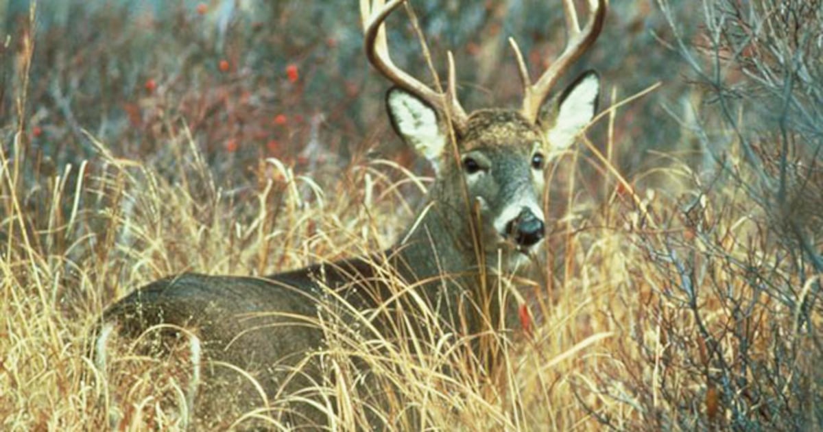 Officials search for poacher in Great Smoky Mountains National Park – WSOC TV