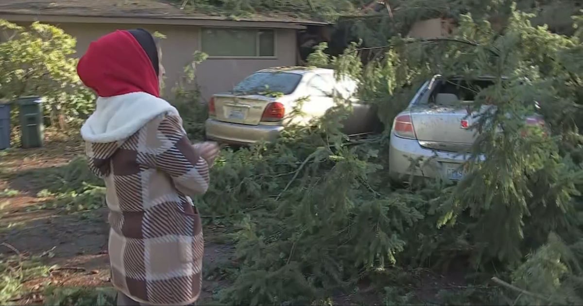 Homeowners urged to be cautious when hiring tree removal services for storm cleanup – KIRO 7 News Seattle