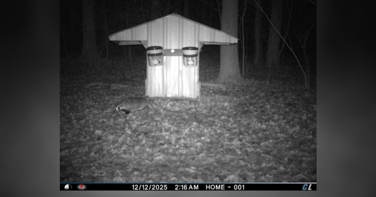 Rare sighting of animal caught on Ohio trail cameras – WHIO TV 7 and WHIO Radio