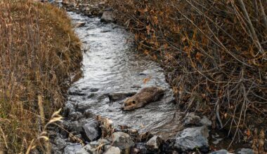 These Utah beavers are moving. They’ll get new jobs and more space.