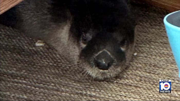 West Boca family finds suffering river otter, helps him back to health