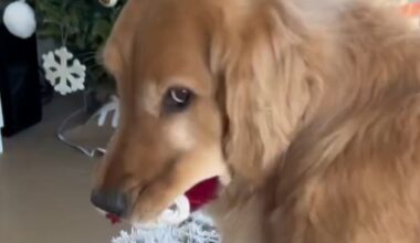 Dog Reminds Mom He Will Always Be Her First Child in Cute Video