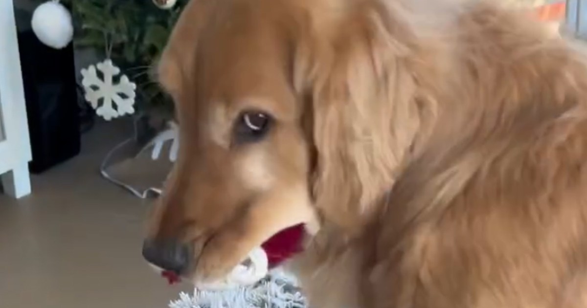 Dog Reminds Mom He Will Always Be Her First Child in Cute Video