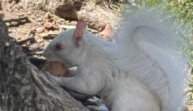 With Great Pleasure I Present all the White Whales that I’ve been meaning to post before the new year