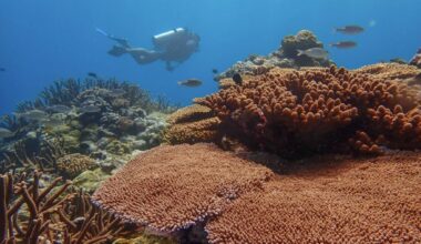 Giant clams thrive in American Sāmoa under indigenous management : Maui Now
