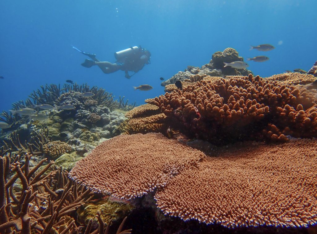 Giant clams thrive in American Sāmoa under indigenous management : Maui Now