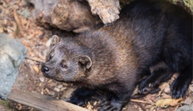 Fishers Cats Return To Ohio – Mercer County Outlook