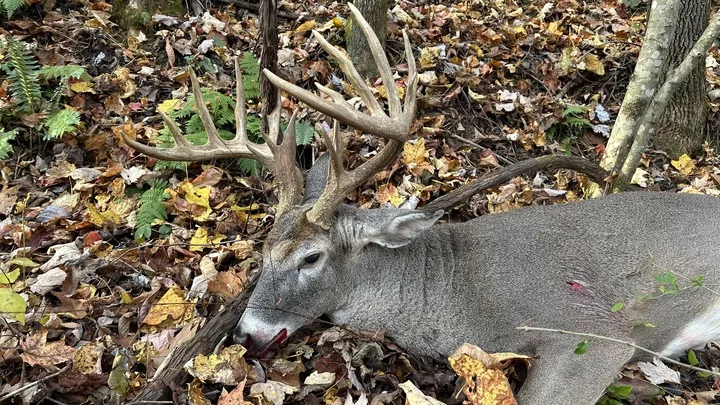 A trophy buck taken in McDowell County, West Virginia