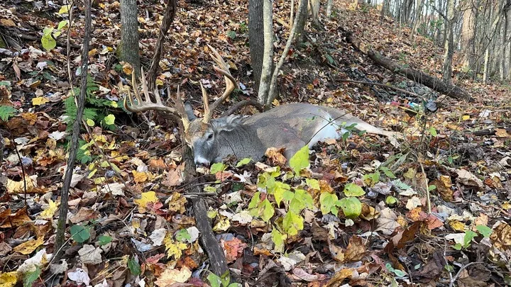 A West Virginia hunter's trophy buck with antlers propped up on a tree. 