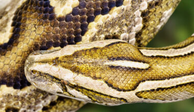 invasive Burmese python in Florida