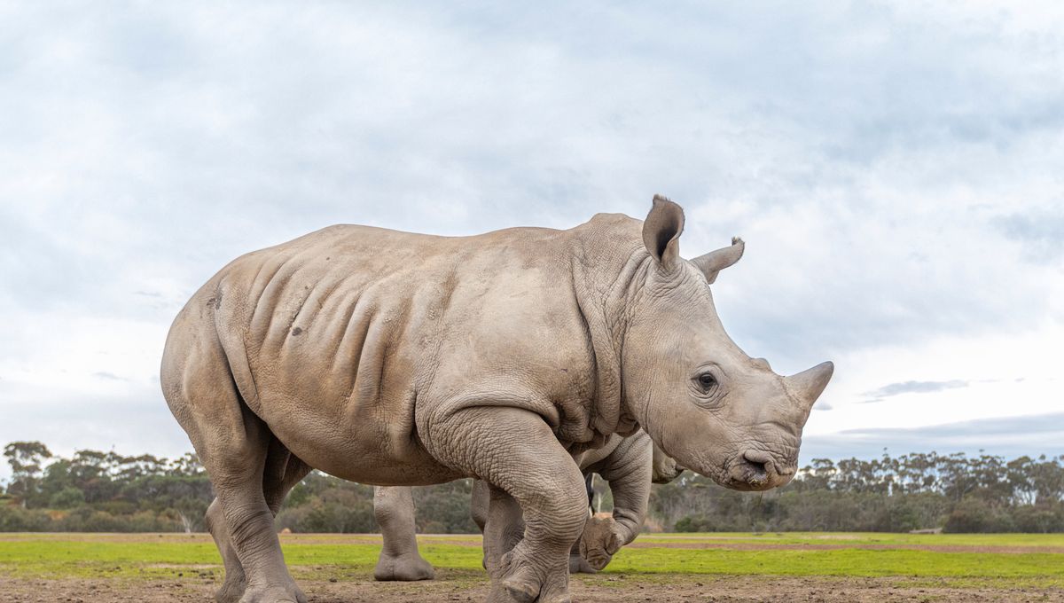 “Miracle” Southern White Rhinoceros Calf’s Chonky Weight Gain Offers Hope For Species