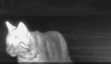 Video shows rare glimpse of "elusive" bobcat at Ohio park