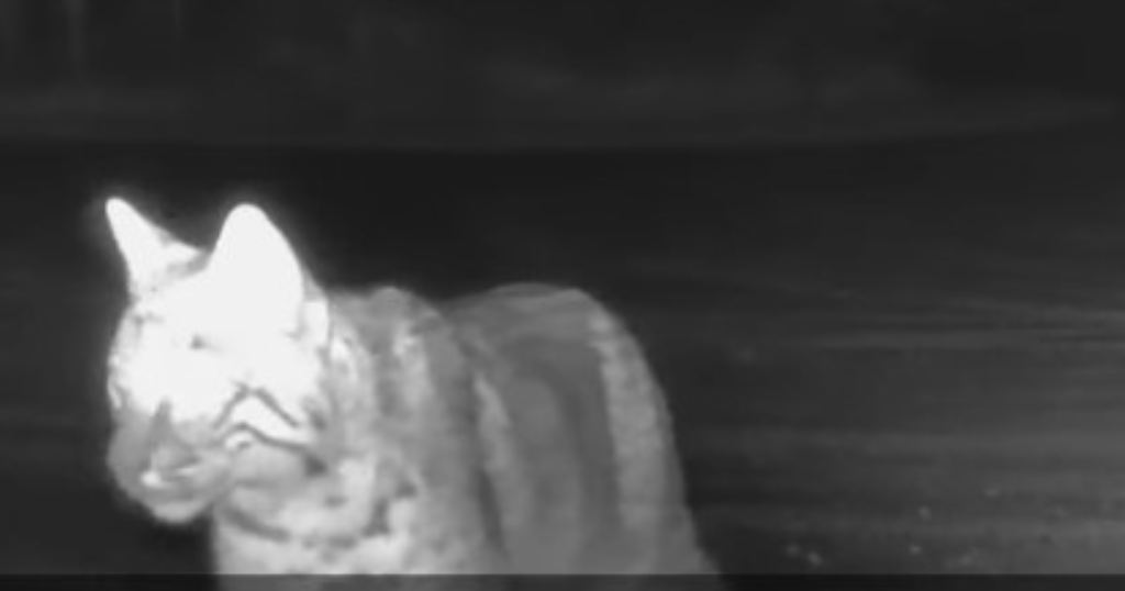 Video shows rare glimpse of "elusive" bobcat at Ohio park