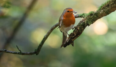 Lightroom Masking Tricks That Fix Backlit Scenes