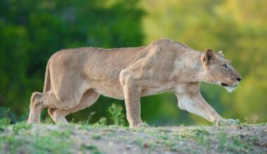 Are There Any Animals That Actively Hunt Humans As Prey?