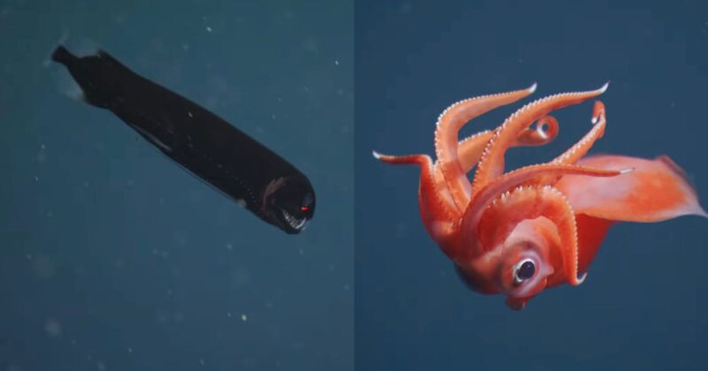 Split image: On the left, a dark, eel-like deep sea fish with glowing red eyes and sharp teeth. On the right, a bright red, large-eyed squid with curled tentacles, both surrounded by deep blue water.