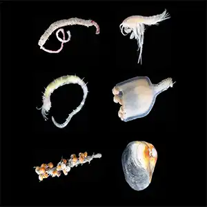 (A) In situ hydratemound fauna, including Sclerolinum forest. (B) Tube-dwelling maldanid polychaete. (C) Melitid amphipod. (D) Ampharetid polychaete. (E) Stauromedusa Lucernaria cf. bathyphila. (F) Rissoid and skeneid gastropods on a maldanid polychaete tube. (G) Thyasirid bivalve. Credit: UiT/Ocean Census/REV Ocean