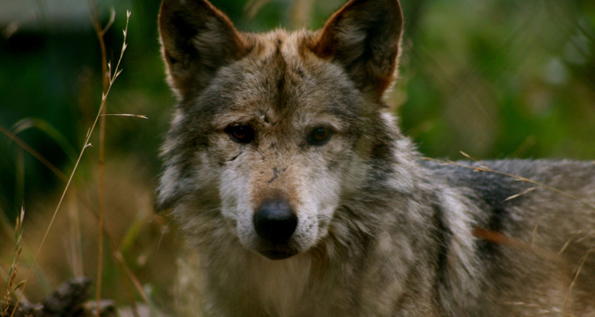 Lauren Boebert’s All-Out Anti-Wolf Assault on the ESA
