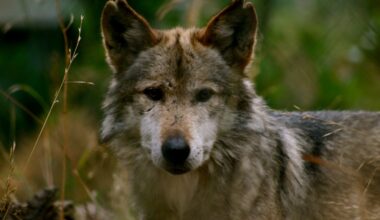 Lauren Boebert’s All-Out Anti-Wolf Assault on the ESA