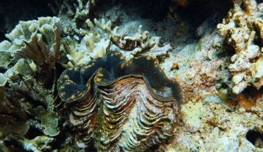 Ming, The World's Oldest Animal, Lived For 507 Years… Then Humans Killed It