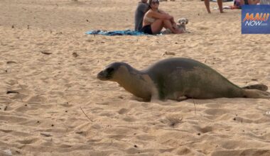 Monk seal finds shady spot under beach chairs along Maui’s North Shore : Maui Now
