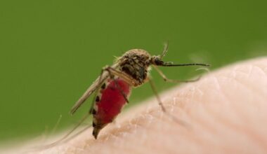 Male Mosquitoes Can Feed on Our Blood, Too