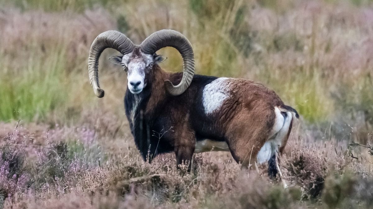 DNA Study Reveals Carrier of World's Earliest-Known Plague : ScienceAlert